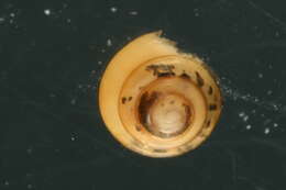 Image of Tawny Glass Snail