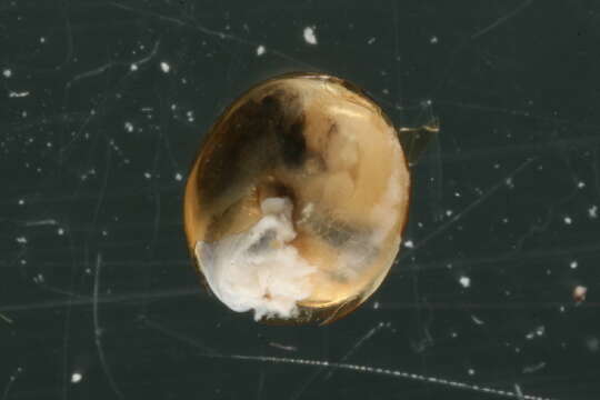 Image of Tawny Glass Snail