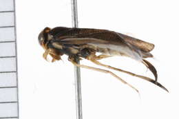 Image of Callicorixa White 1873