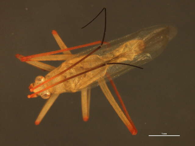 Image of Teratocoris