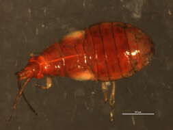 Слика од Tetraphleps canadensis Provancher 1886