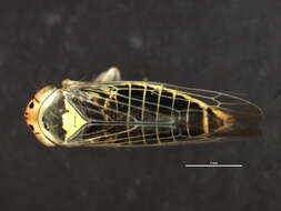 Imagem de <i>Macrosteles binotatus</i>