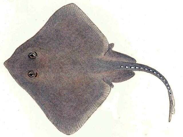 Image of African softnose skate