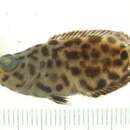 Image of Fourspine leaffish