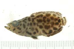 Image of Fourspine leaffish