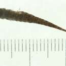 Image of Indostomus crocodilus Britz & Kottelat 1999