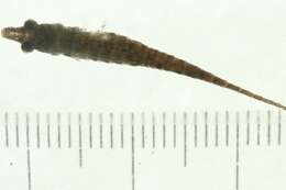 Image of Indostomus crocodilus Britz & Kottelat 1999