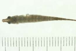 Image of Indostomus crocodilus Britz & Kottelat 1999