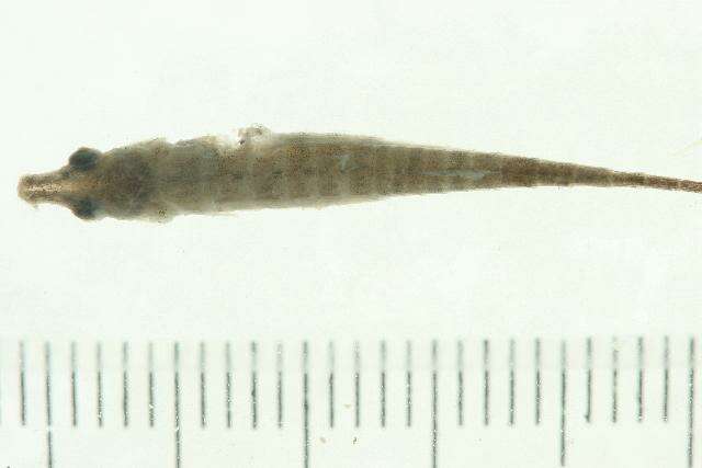 Image of Indostomus crocodilus Britz & Kottelat 1999