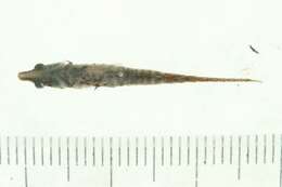 Image of Indostomus crocodilus Britz & Kottelat 1999