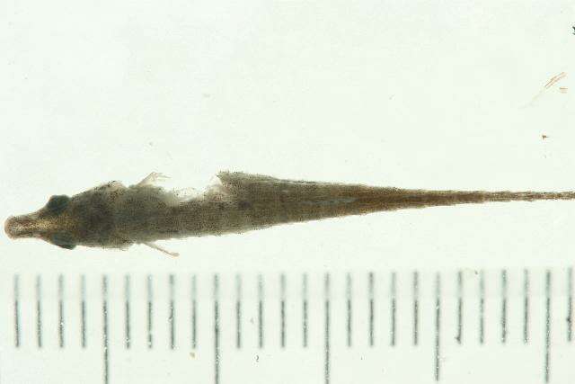 Image of Indostomus crocodilus Britz & Kottelat 1999