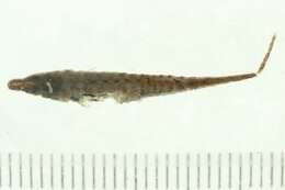 Image of Indostomus crocodilus Britz & Kottelat 1999