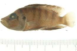 Image of Altolamprologus