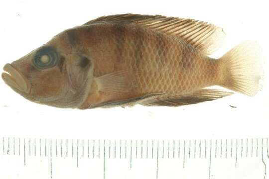 Image of Altolamprologus