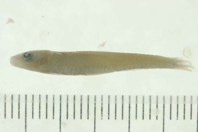 Imagem de Clupeichthys perakensis (Herre 1936)