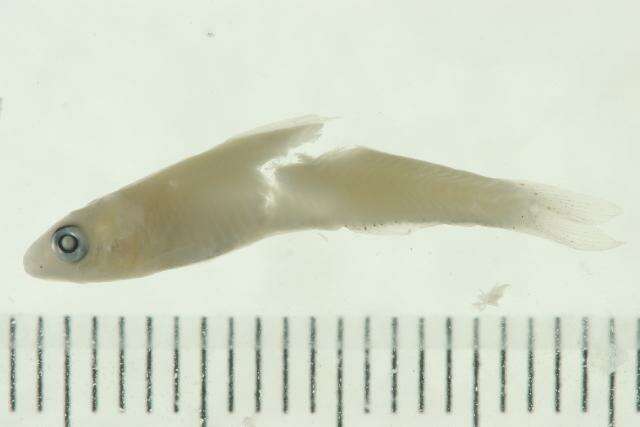 Image de Clupeichthys perakensis (Herre 1936)