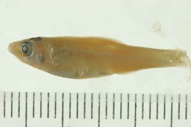 Image de Clupeichthys perakensis (Herre 1936)