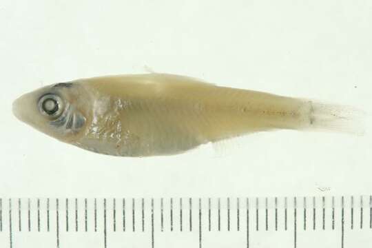 Image of Perak river sprat