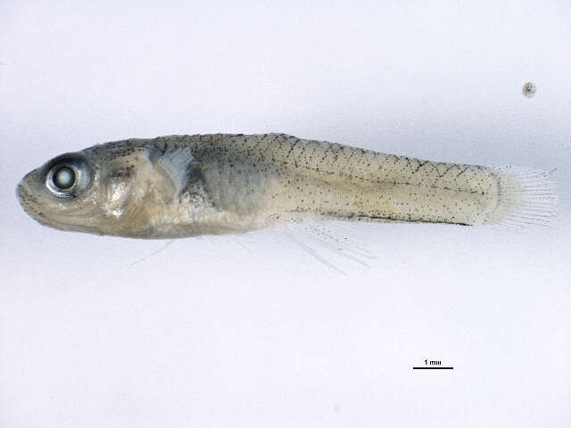 Image of Eastern Mosquitofish