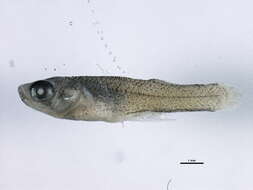 Image of Eastern Mosquitofish