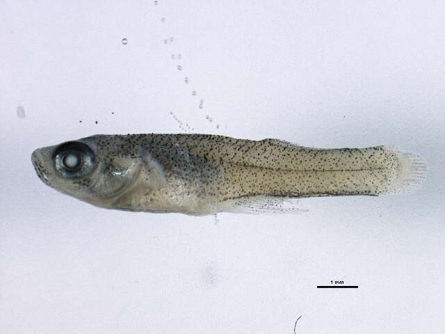 Image of Eastern Mosquitofish