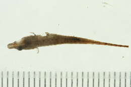 Image of Indostomus crocodilus Britz & Kottelat 1999