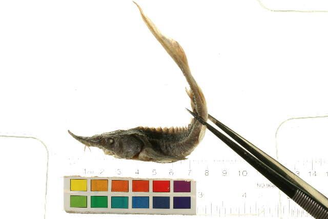 Sibirya mersin balığı resmi