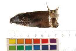 Image of <i>Brienomyrus</i>