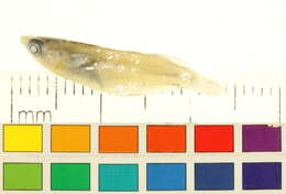 صورة Oryzias melastigma (McClelland 1839)