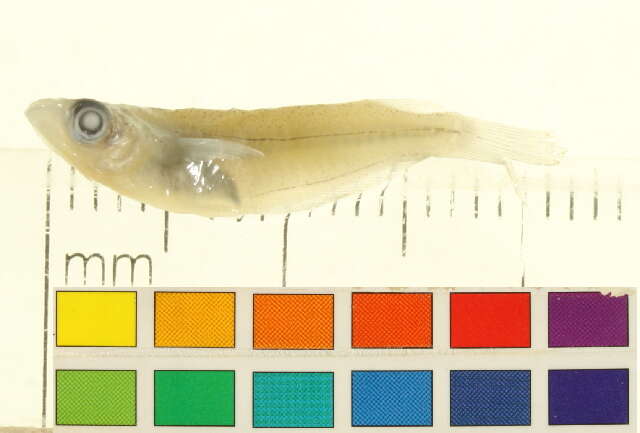 Слика од Oryzias melastigma (McClelland 1839)