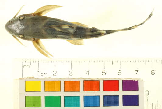 Image of Synodontis brichardi Poll 1959