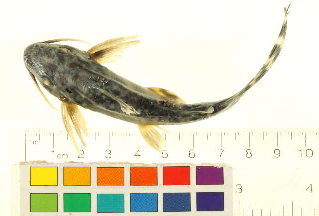 Image of Synodontis brichardi Poll 1959