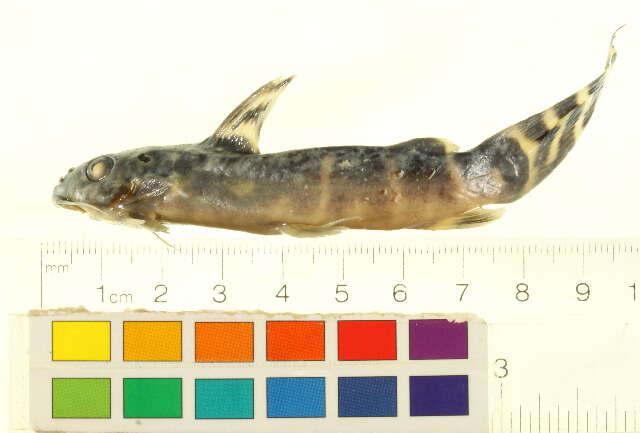 Image of Synodontis brichardi Poll 1959