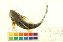Image of Synodontis brichardi Poll 1959