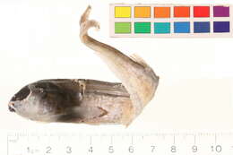 Image of Osteoglossomorpha