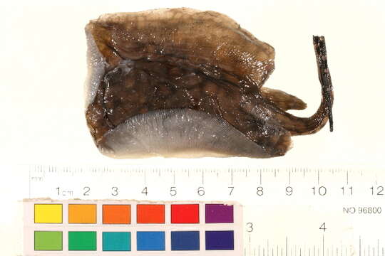 Image of Potamotrygon