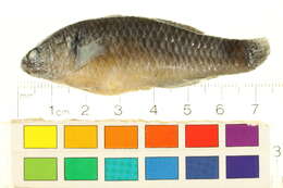 Image of Australian carp-gudgeon