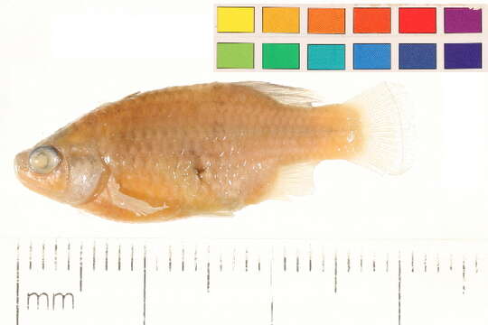 Image of redtail splitfin