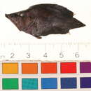 Image of Amazon leaffish