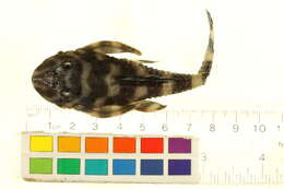 Dekeyseria pulchra (Steindachner 1915) resmi