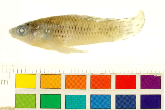 Image of Banded limia