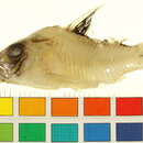 Image of Corydoras oiapoquensis Nijssen 1972