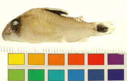 Image of Corydoras oiapoquensis Nijssen 1972