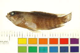 Image of Anabantiformes