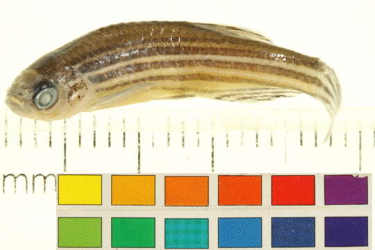 Image of Danio