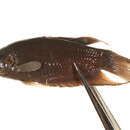 Image of Black paradise fish