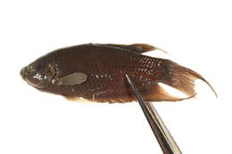 Image of Black paradise fish