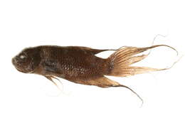 Image of Black paradise fish