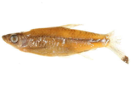 Image of Scissortail Rasbora