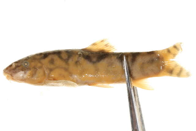 Image of Banded loach